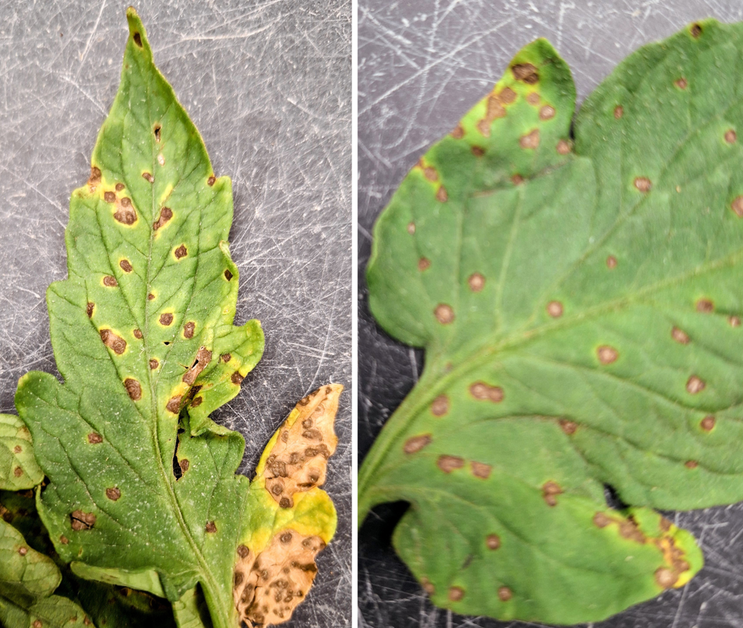 Tomato leaves with brown spots on them.